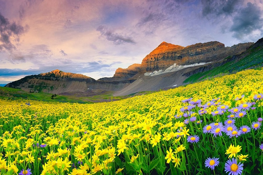 Valley Of Flower
