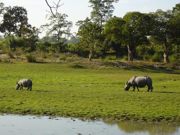 rhinoceros-6885405_1280