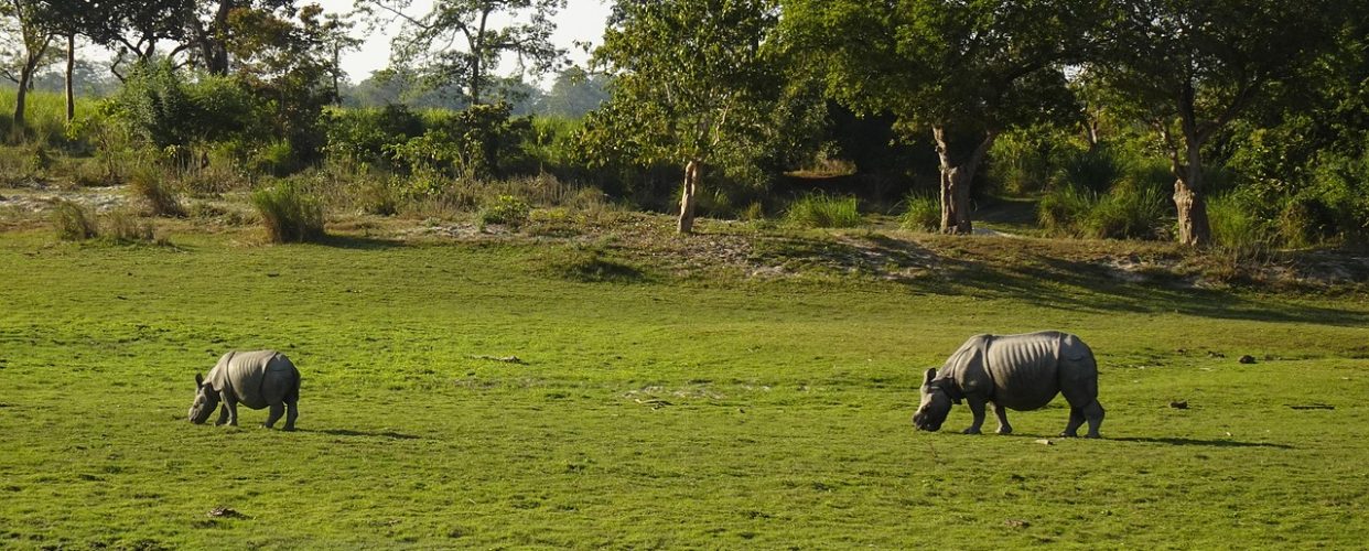 rhinoceros-6885405_1280